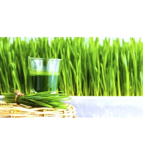 Wheatgrass - Cocodust - germination equipment - Seed Microgreen Smoothie